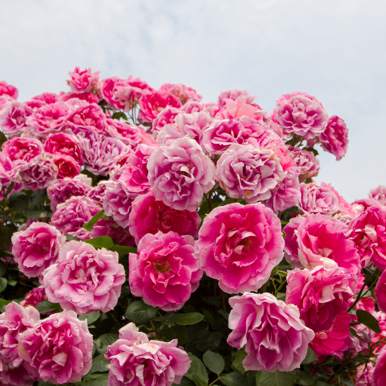 #24 Garden Rose