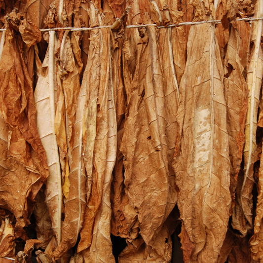 #12 Tobacco Leaf