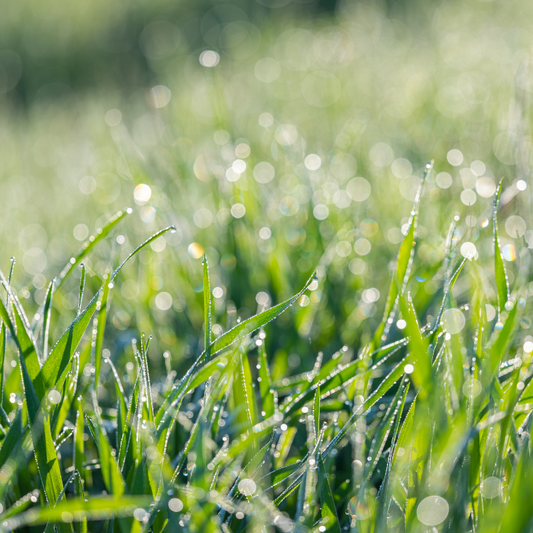 #22 Morning Dew