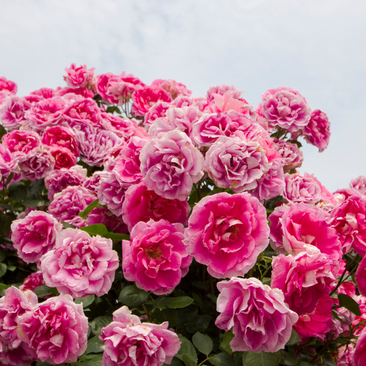 #24 Garden Rose