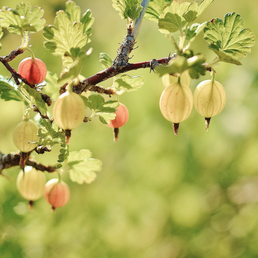 #25 Gooseberry