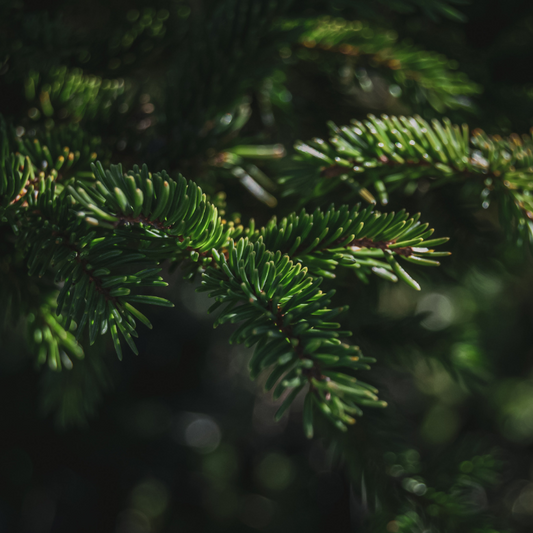 #19 Balsam Fir